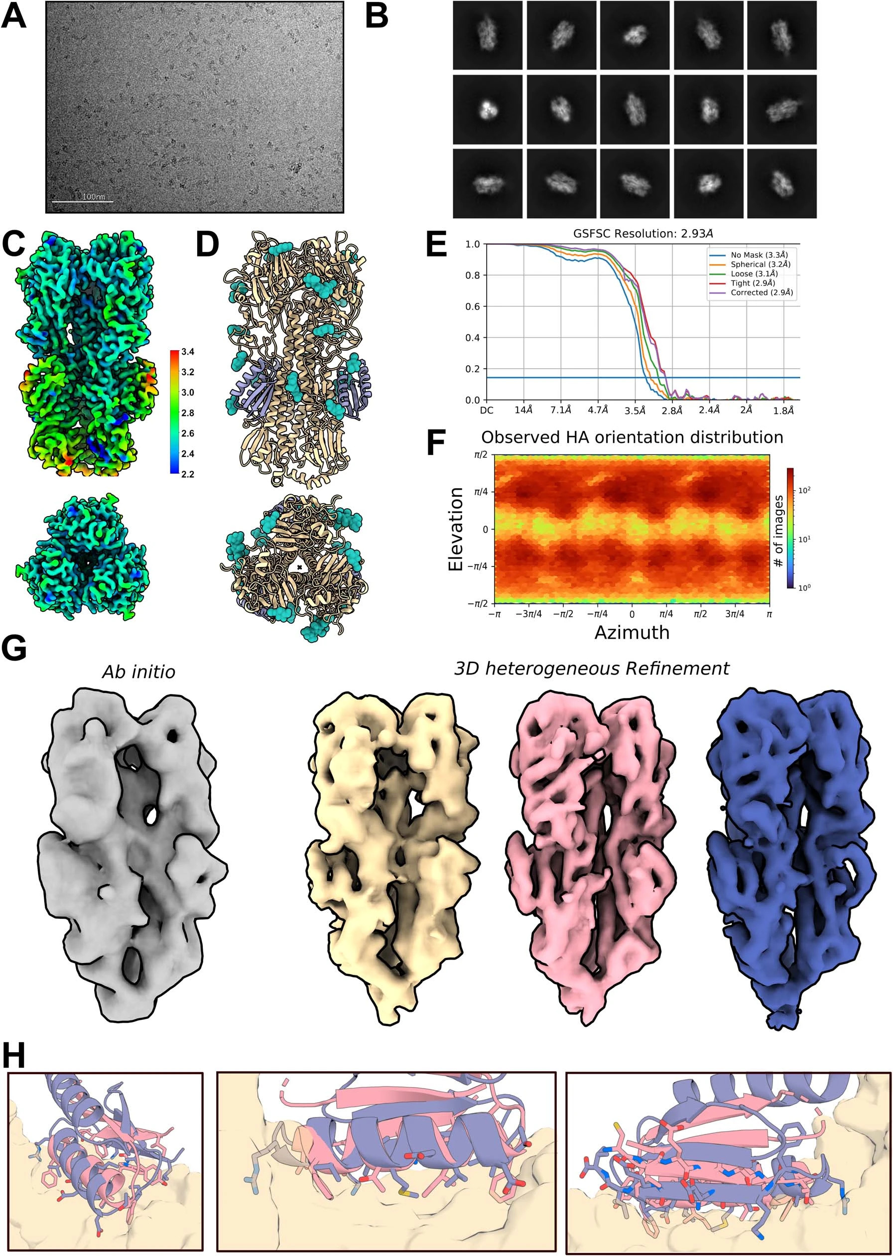 Cryo-electron microscopy structure determination of a designed protein binder (HA_20) bound to the Influenza A H1 hemagglutinin — Watson et al., Nature 2023. The kind of structural confirmation that sits at the end of a binder campaign: a designed protein, physically bound to its target, resolved to ~2.3 Å at the core.